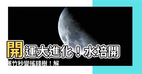 開運竹要澆水嗎|開運竹多久澆水一次？澆水頻率和方法指南